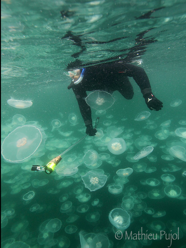 jellyfish-nondiverjelly5