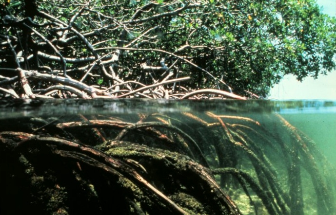 mangroves
