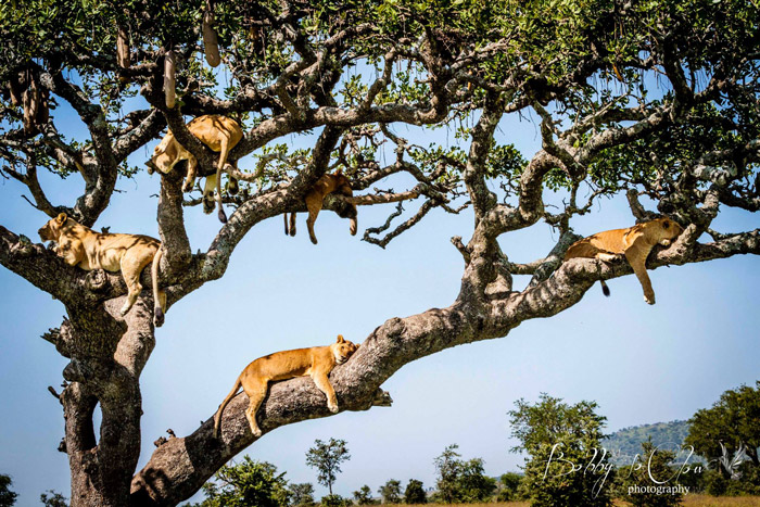 sausage-tree-lion-pride-bobby-jo-clow-photography