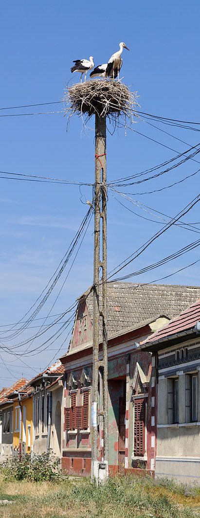 storks-cigognes_vladeni_roumanie