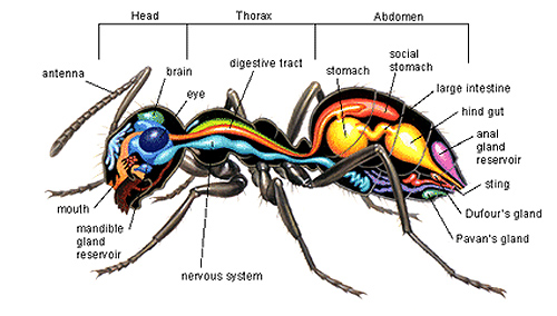 mrav-anatomija-nervni-sistem-zlezde