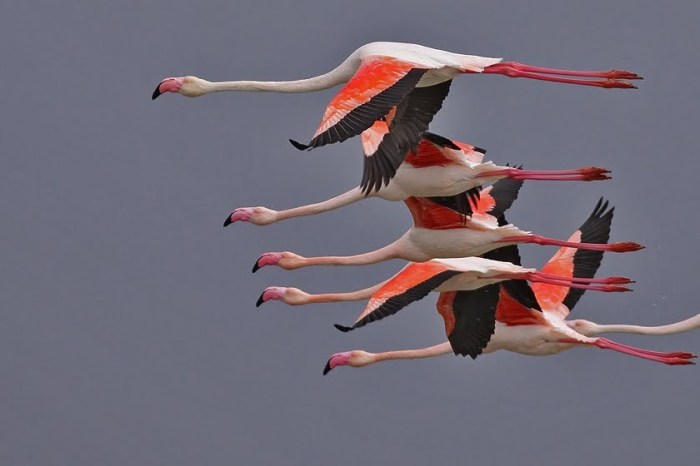 greater-flamingoes_w1431
