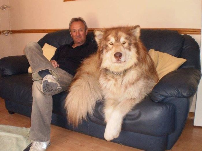 Large Malamute - e6c42cbbc1ba36a9b6428e93bee51e5b--giant-alaskan-malamute-malamute-dog.jpg