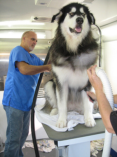 Malamute - 2239821708_0e70c769eb_z.jpg